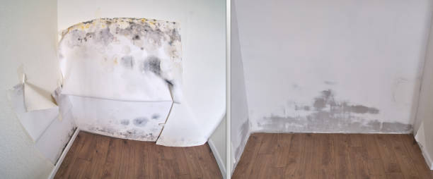 Best Attic Mold Removal  in USA